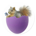 Squirrel in Eggshell Sticker stickers