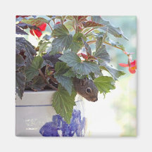 Squirrel in Flower Pot Magnets