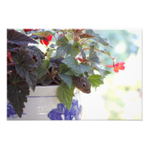 Squirrel in Flower Pot Photographic Print
