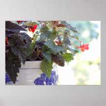 Squirrel in Flower Pot Print
