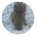 Squirrel in Key Largo, Florida stickers
