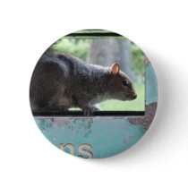 Squirrel in litter bin pinback buttons