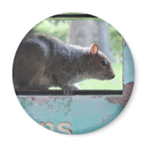 Squirrel in litter bin fridge magnet