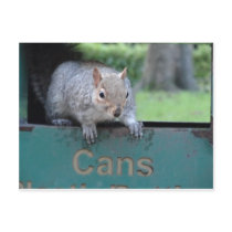 Squirrel in litter bin postcard