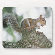 Squirrel in Park mousepads by cherylarogers Squirrel in Park mousepads