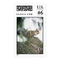 Squirrel in Park postage by cherylarogers Squirrel in Park postage