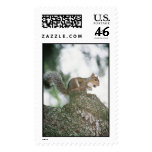 Squirrel in Park Postage Stamp