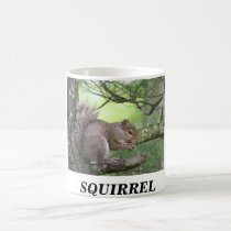 SQUIRREL IN PINE TREE EATING NUT mugs