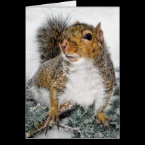 Squirrel In Snow cards