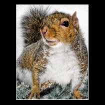 Squirrel In Snow postcards