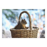 Squirrel in Snowy Basket in Winter Photo