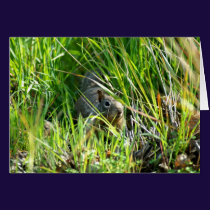 Squirrel in the Grass