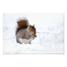 Squirrel in the Winter Art Photo