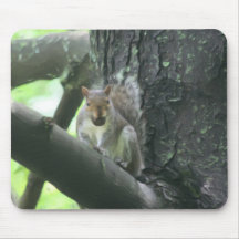Squirrel In Tree Animal Art Mousepad