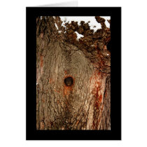 Squirrel in Tree Greeting Cards