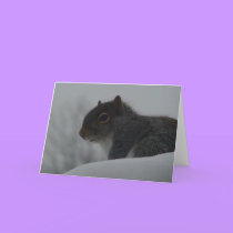Squirrel in winter cards