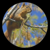 Squirrel large stickers stickers