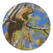 Squirrel large stickers by ritmoboxer Squirrel large stickers