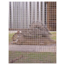 squirrel letterhead by Tamossa squirrel letterhead