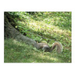 squirrel looking for nuts post card