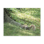 squirrel looking for nuts post card