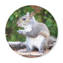 Squirrel Looking Refrigerator Magnet