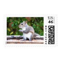 Squirrel Looking Postage Stamps