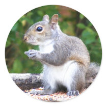 Squirrel Looking stickers by TLArnold Squirrel Looking stickers