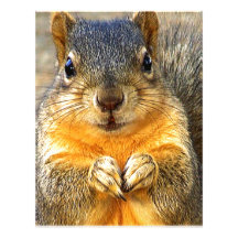 Squirrel Love_ Letterhead Template