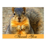 Squirrel Love_ Post Cards