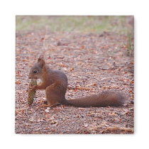 Squirrel Magnet by pulsDesign Squirrel Magnet