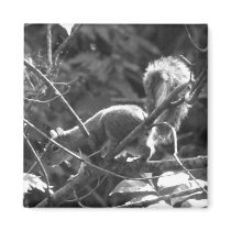 Squirrel magnets