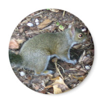 Squirrel Magnet