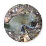 Squirrel Magnet