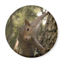 squirrel refrigerator magnet