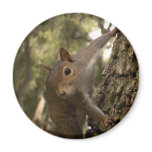 squirrel refrigerator magnet