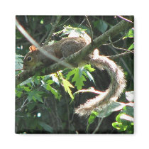 Squirrel magnets