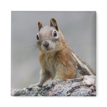 squirrel magnets by WorldDesign squirrel magnets