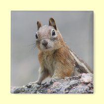 squirrel magnets