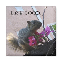 Squirrel Magnet