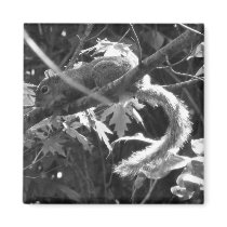 Squirrel magnets