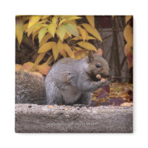 Squirrel -Magnet by ForTheAnimals Squirrel -Magnet