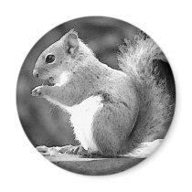 Squirrel Refrigerator Magnets