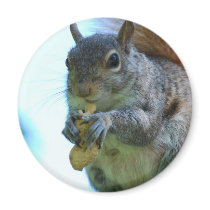 Squirrel Magnet