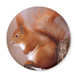 squirrel refrigerator magnet