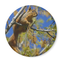 Squirrel Refrigerator Magnet
