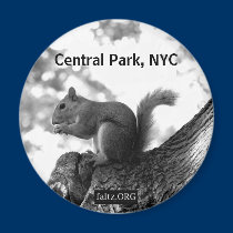 Squirrel Magnet magnets