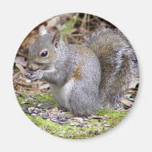 Squirrel Magnet