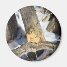 Squirrel magnet
