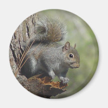 Squirrel Magnet 2